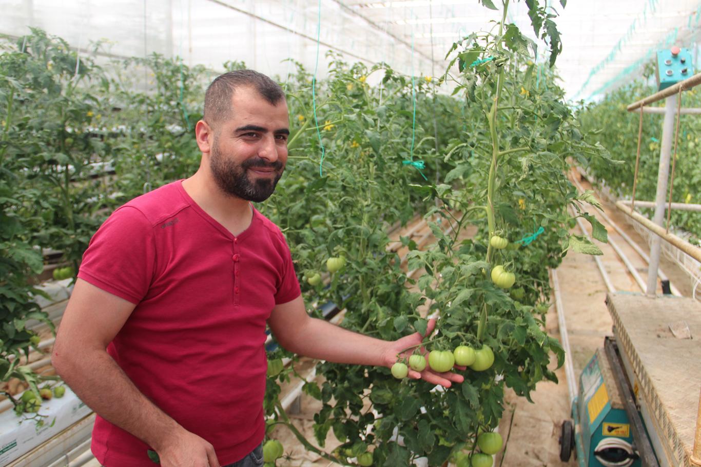 Van’da domates üreticileri için eğitim serası kuruldu